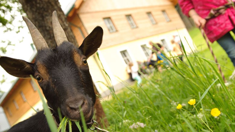 S kozičkami se dá jít i na procházku!, © Dominik Stixenberger