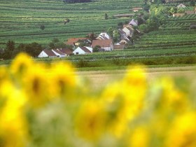 Blick auf die Kellergasse in Feuersbrunn, © Donau Niederösterreich - Kamptal-Wagram-Tullner Donauraum