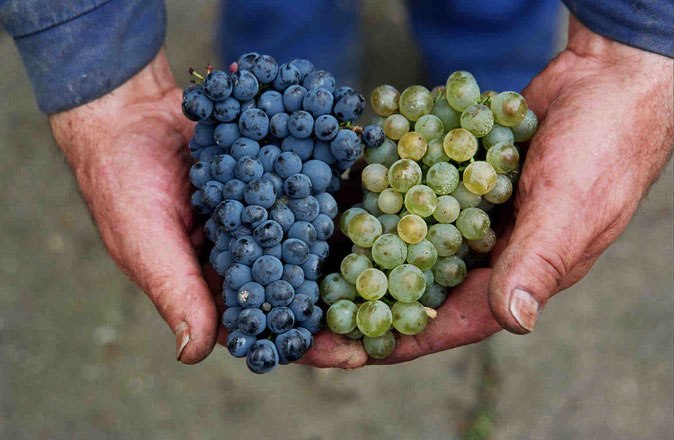 Grapes, © Bioweingut Oppenauer