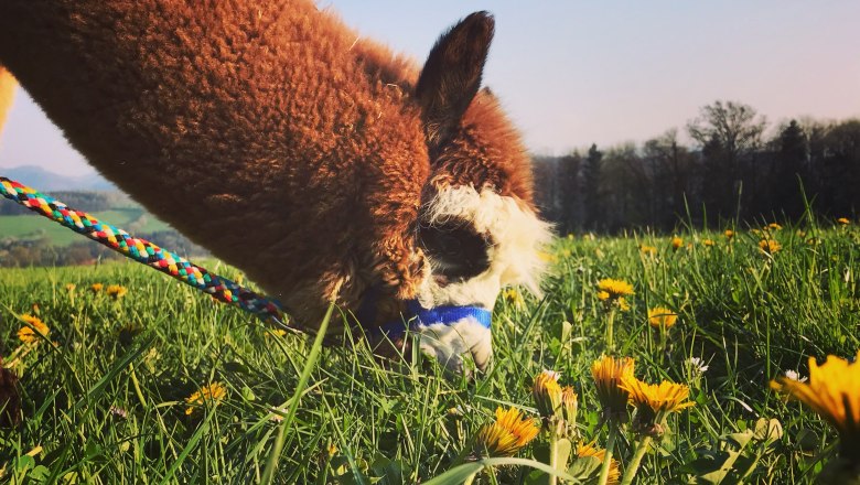 Dirndl Valley Alpaca, © Marion Lorenz