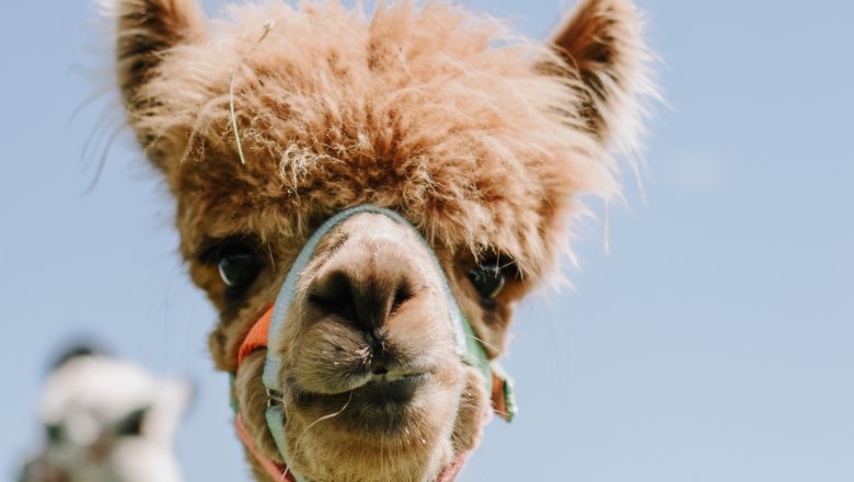 Ekologick&aacute; farma MItterhirschberg, &copy; Familie Schweighuber