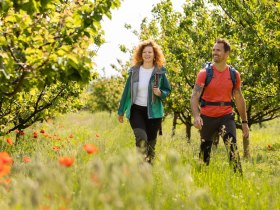 Im Marillengarten, &copy; Wachau-Nibelungengau-Kremstal