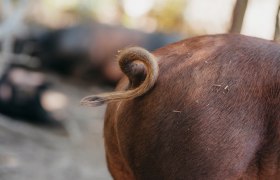 Curly pig, © Niederösterreich Werbung/Daniela Führer