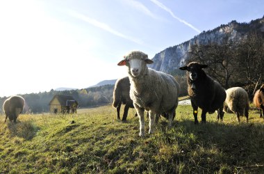 Svěží louky a alpské pastviny ve Vídeňských Alpách, © Naturparke Niederösterreich/Robert Herbst