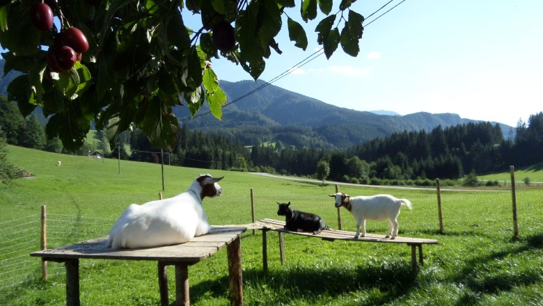 Our goats enjoy the sunshine., © Ablaß
