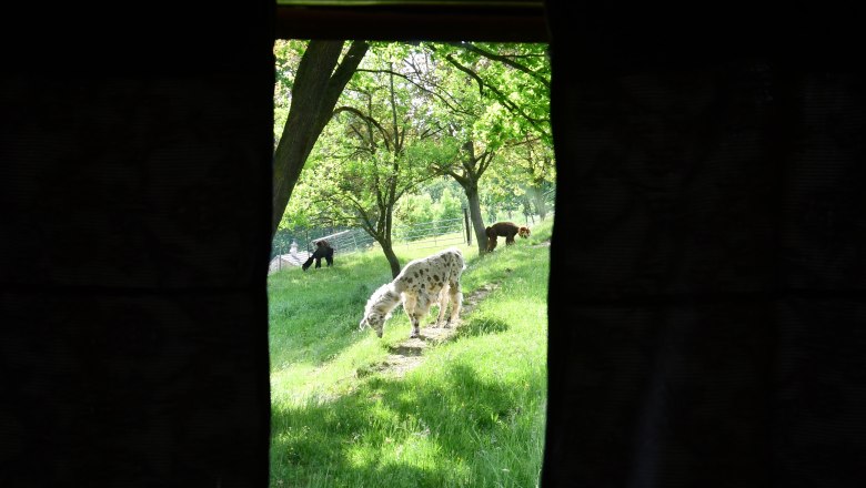 Leopold-the llama herding cart, © lamawanderland