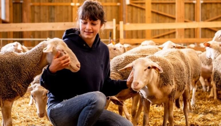 Sheep's cheese from the milk of our own "Michlmäderln", © Milchmäderl