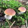 Searching for mushrooms, © U.E.