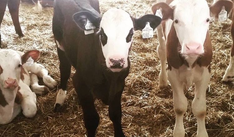 Calves, &copy; Lothspieler