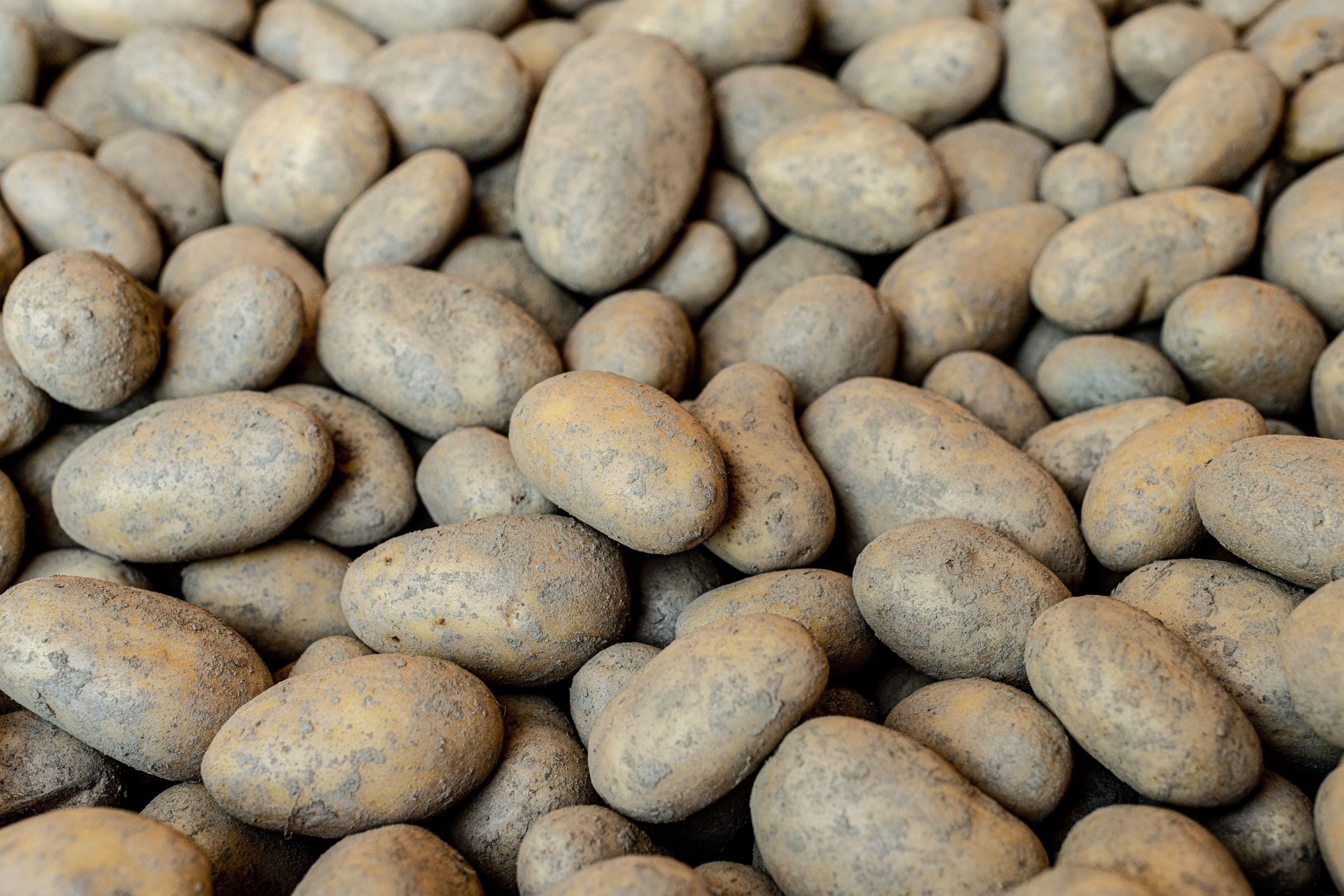 Sbírejte mnoho brambor, které jsou blízko sebe.