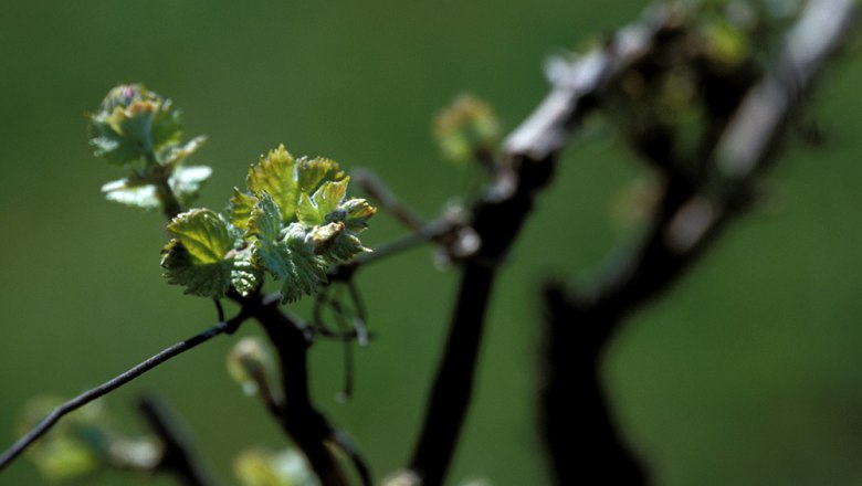 Grapevine, © Rudi Weiss