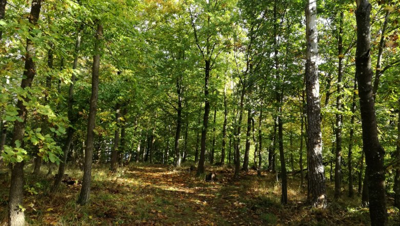 Natural forest near the Klingermausoleum, © Matthias Schickhofer