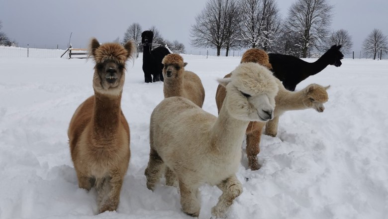 Gang, &copy; Fuchsteich Alpakas