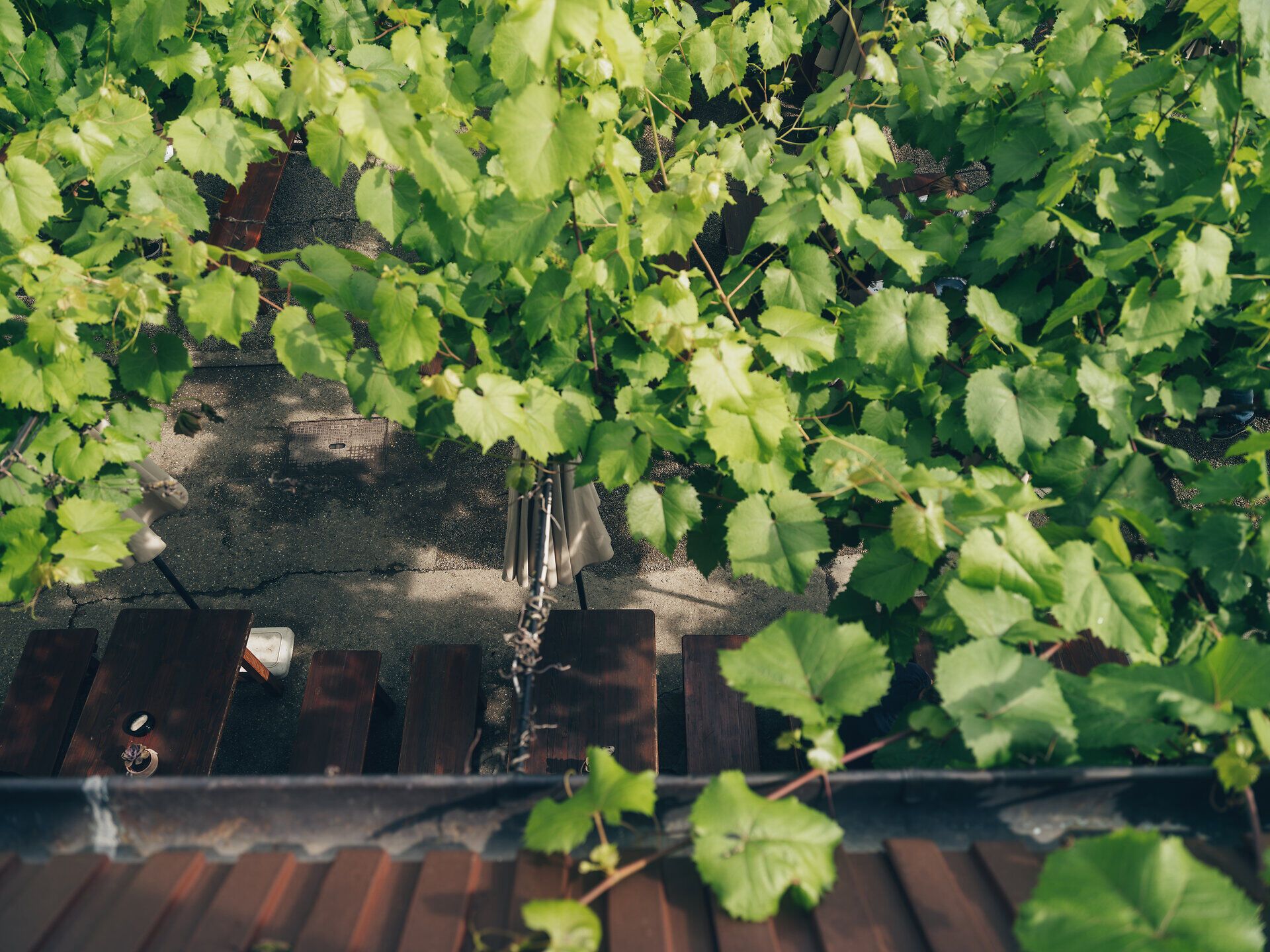 Unter einem dichten Blätterdach aus Weinreben entfaltet sich eine einladende Atmosphäre, die zum Verweilen einlädt. Die sanften Lichtstrahlen, die durch das grüne Blätterwerk fallen, schaffen eine harmonische Verbindung zur Natur und versprechen genussvolle Stunden inmitten der Weinlandschaft.