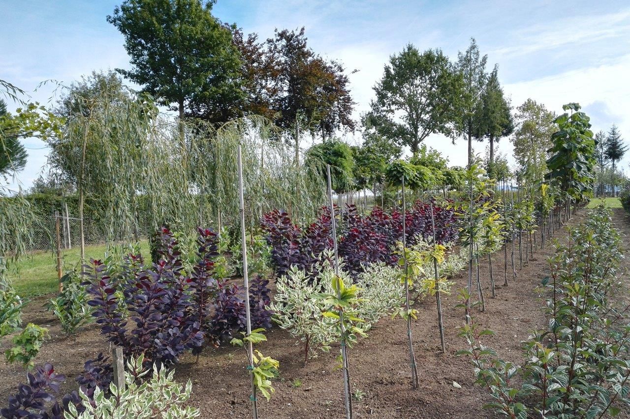 Huber Garden Design & Nursery