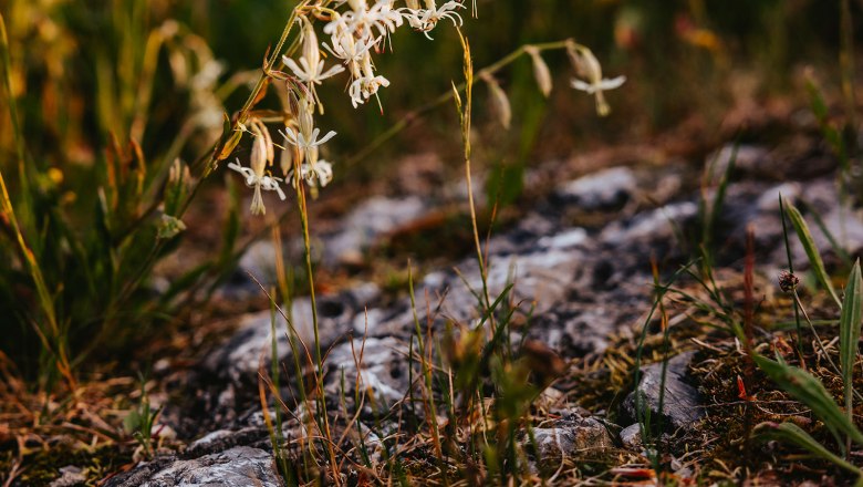 Nestelberg 17 (c)Marlene Schindlegger (48), © Sabine Wieser