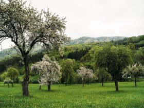 Lebensweg, Wandern, Weitwandern, © Waldviertel Tourismus, Melanie Többe