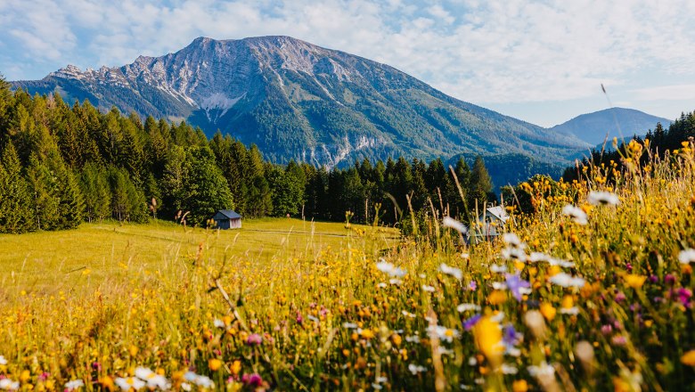 Nestelberg 17 (c)Marlene Schindlegger (46), © Sabine Wieser