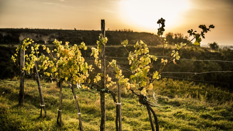 Vinn&aacute; r&eacute;va při z&aacute;padu slunce na kopci.
