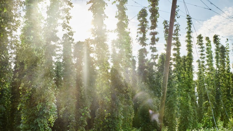 Zwettl private brewery, &copy; Gerhard Wasserbauer
