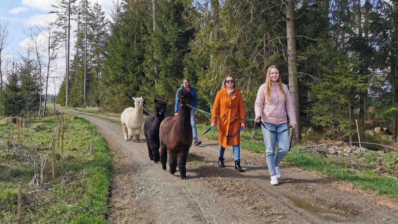 V&yacute;let s alpakou, &copy; Fuchsteich Alpakas