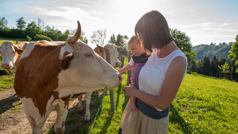 Cow, © Höbarten