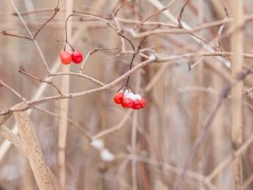 Detail červen&yacute;ch bobul&iacute; na hol&eacute; větvi se sněhem v pozad&iacute;.