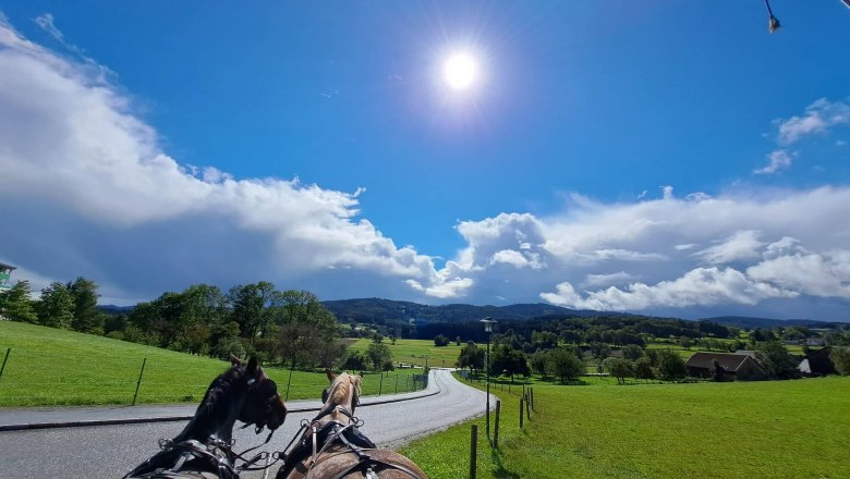 Horses, &copy; Birgit Libal