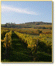 Vineyards1, © http://www.farmer-nowak.at