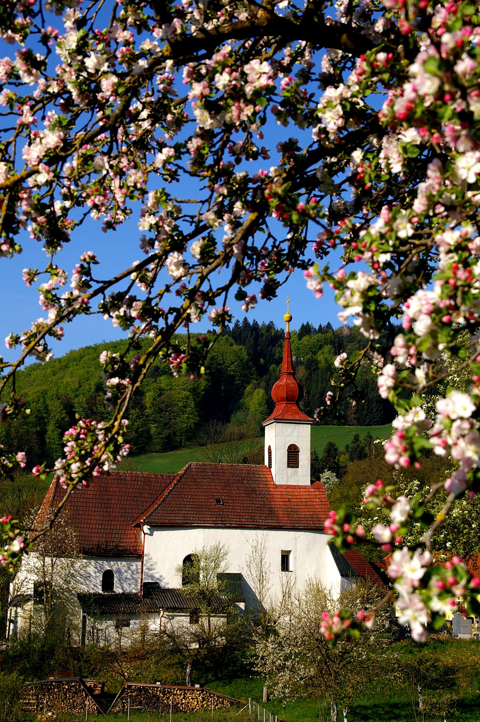 Kostel ve St. Veit/Gölsen s kvetoucími větvemi v popředí.