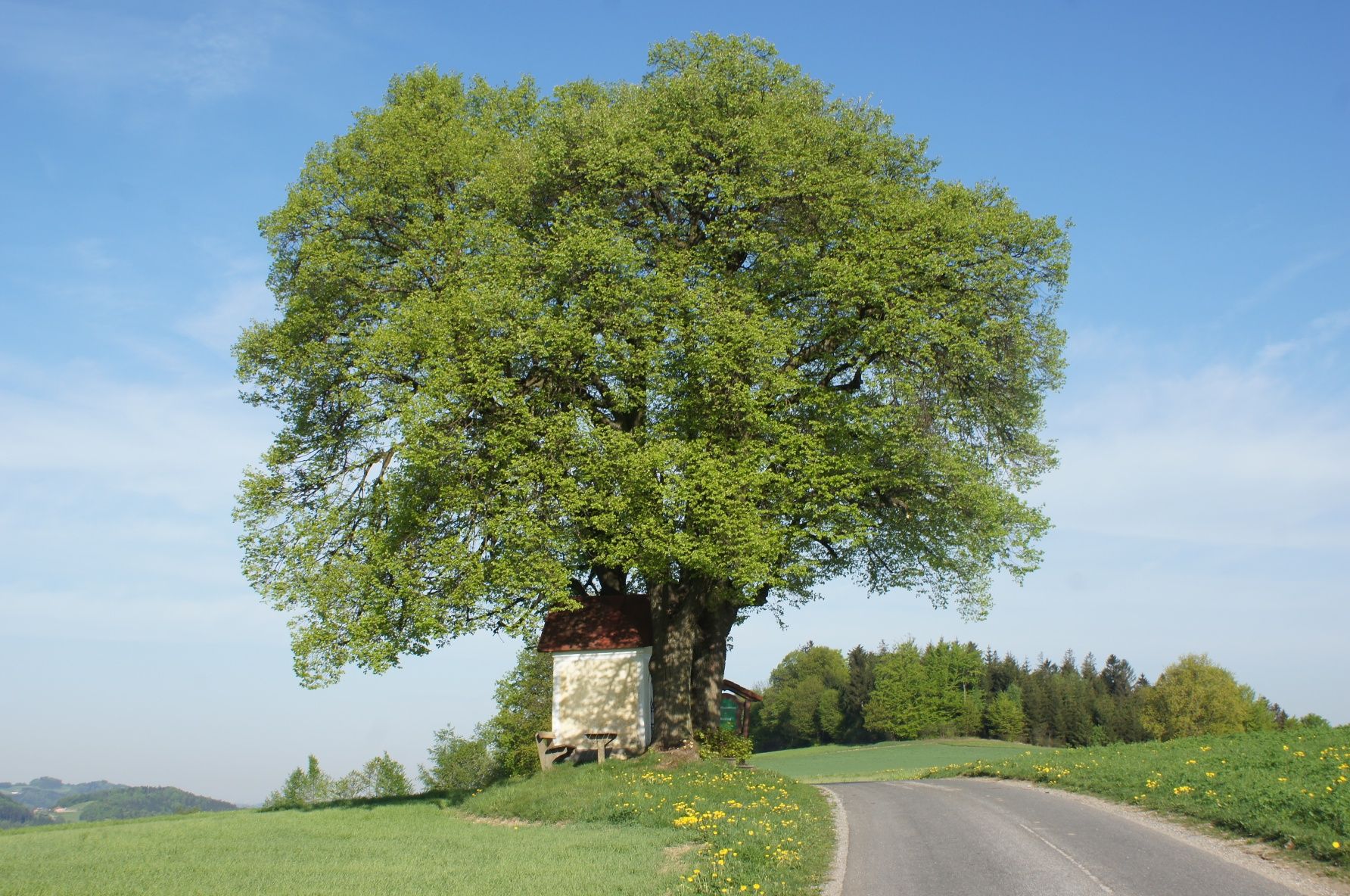 Brandstätterský kříž