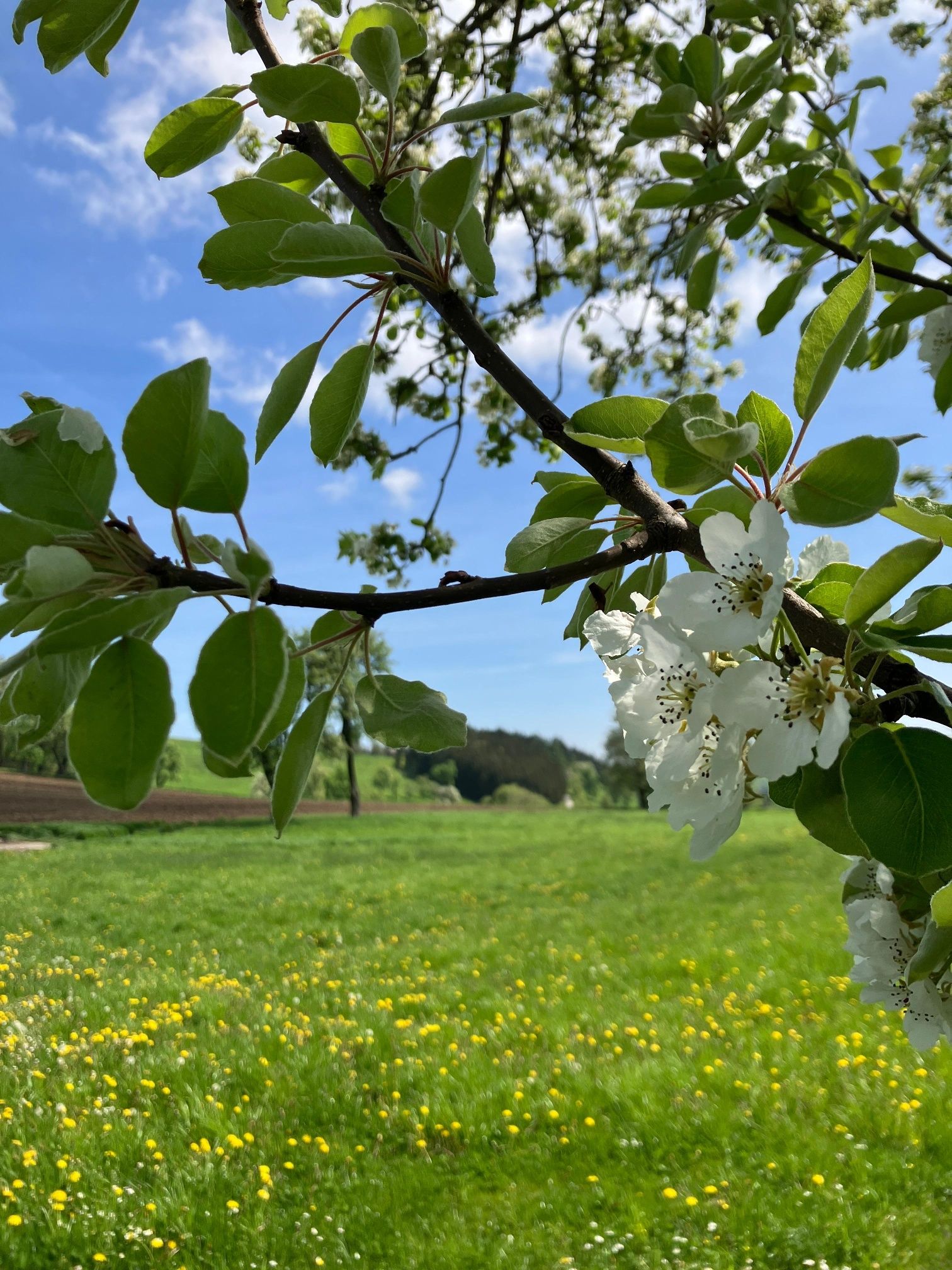 Kvetoucí stromy podél Fröschlauweg