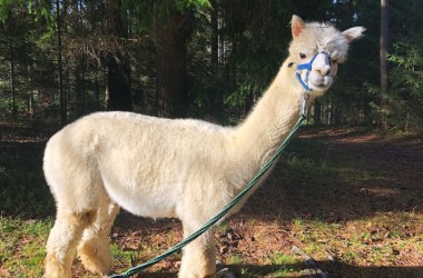 Vandrov&aacute;n&iacute; s alpakami ve Waldviertelu, &copy; Waldviertel Tourismus