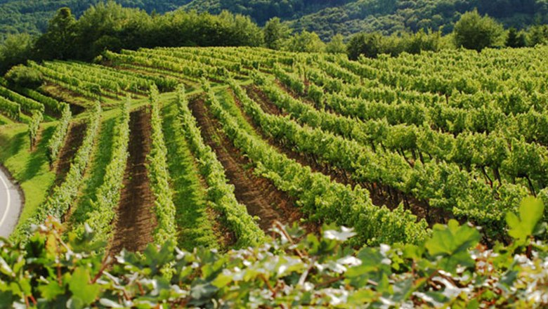 wachau vineyards, © Kowalski
