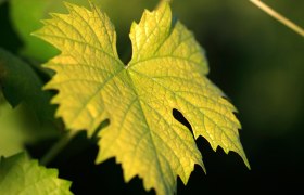 Vine leaves, © Weinviertel Tourismus / Christine Wurnig