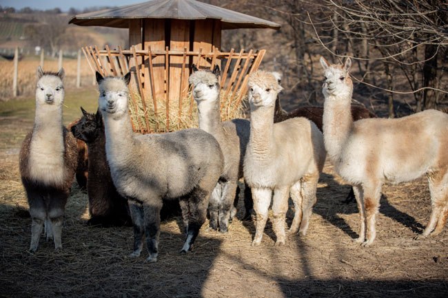 Alpacas, © Evi Han Photography