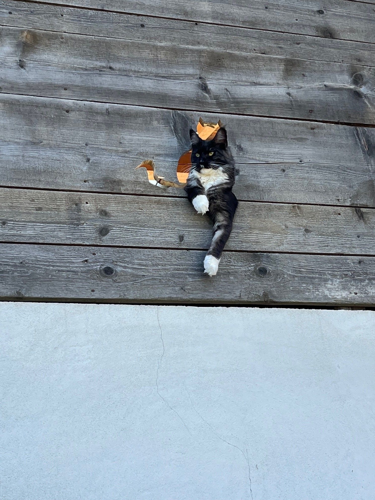 Kočka se dívá dírou v dřevěné stěně.