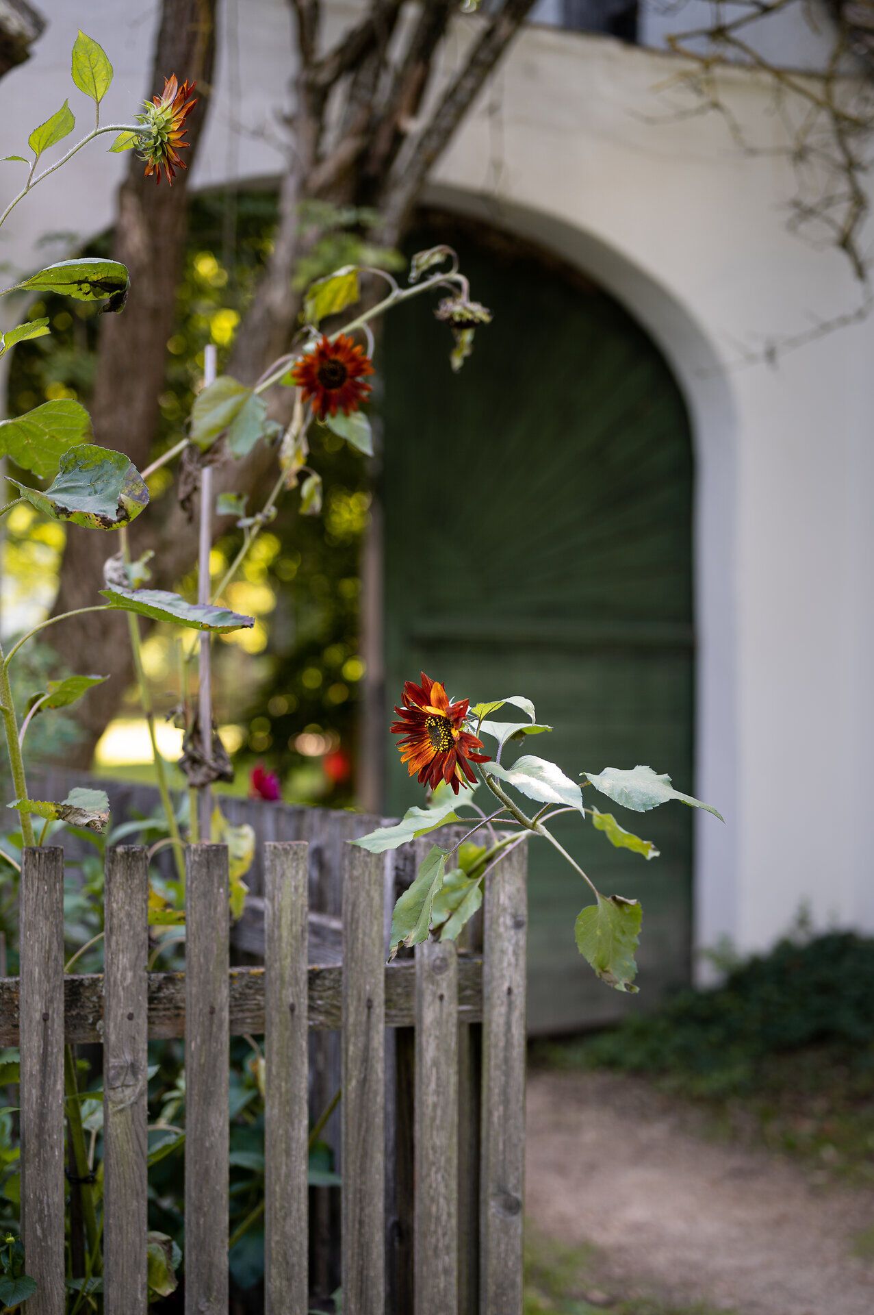 Inmitten der malerischen Kulisse des Museumsdorfes blühen Sonnenblumen in warmen Rottönen und verleihen dem Garten eine lebendige Atmosphäre. Die sanften Strahlen der Sonne tauchen die Umgebung in ein goldenes Licht, während die alte Holztür im Hintergrund eine nostalgische Stimmung verbreitet.