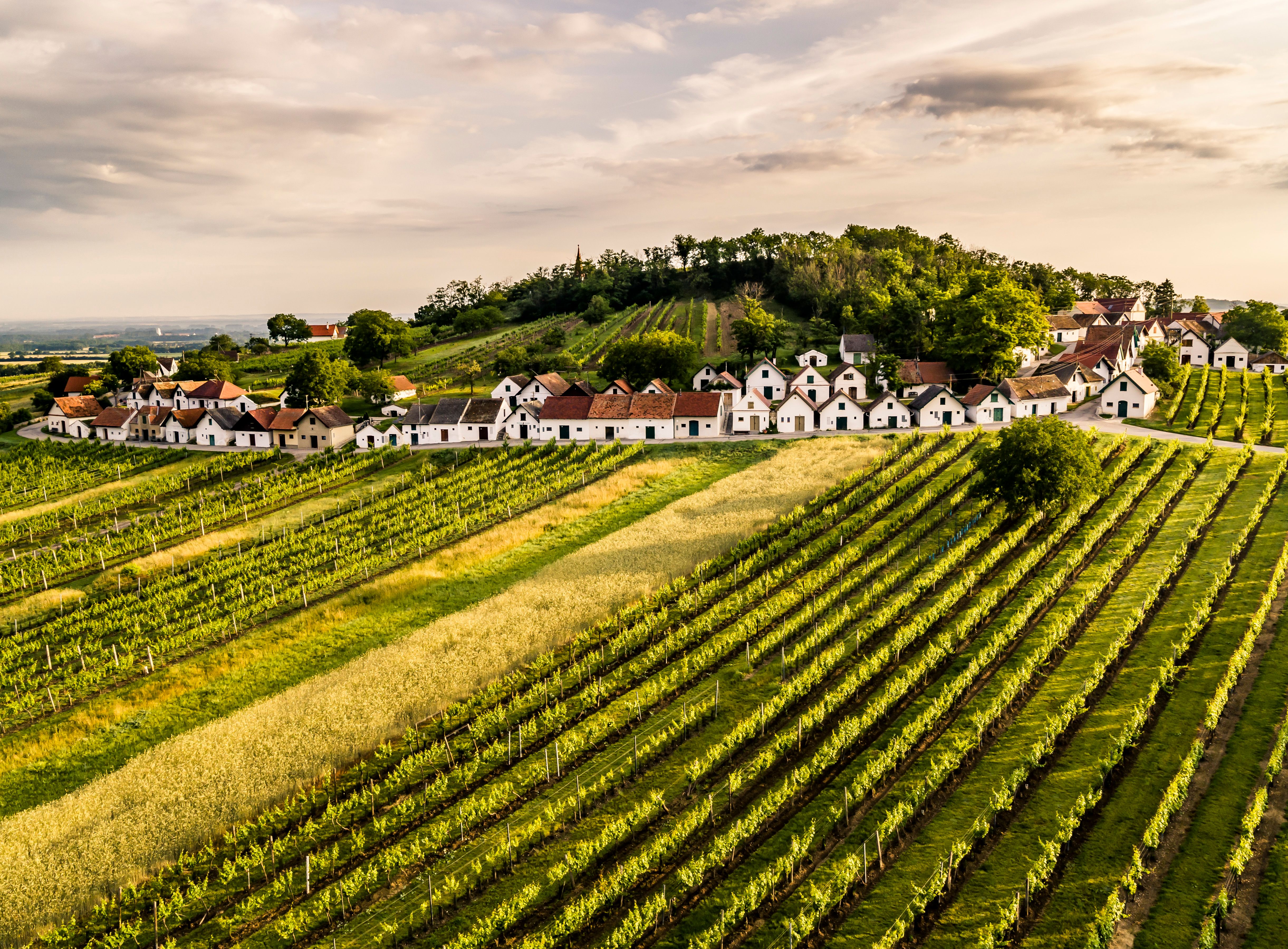 Sanfte Hügel, bedeckt mit üppigen Weinreben, erstrecken sich bis zum Horizont und laden zu einem genussvollen Spaziergang ein. Die charmanten, weißen Häuser der Kellergasse strahlen eine einladende Atmosphäre aus, während die goldenen Strahlen der Abendsonne die Landschaft in ein warmes Licht tauchen.