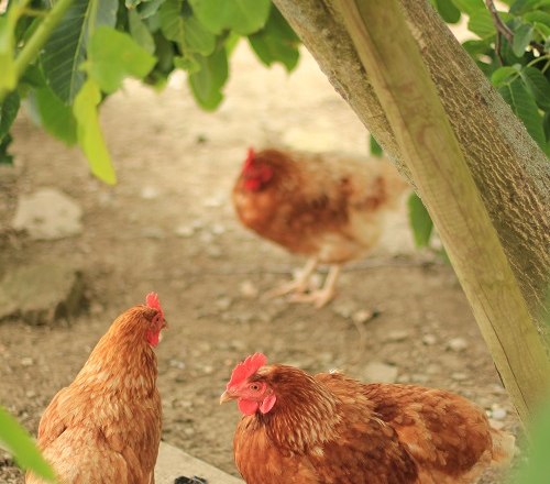 Our chickens, © Annahof