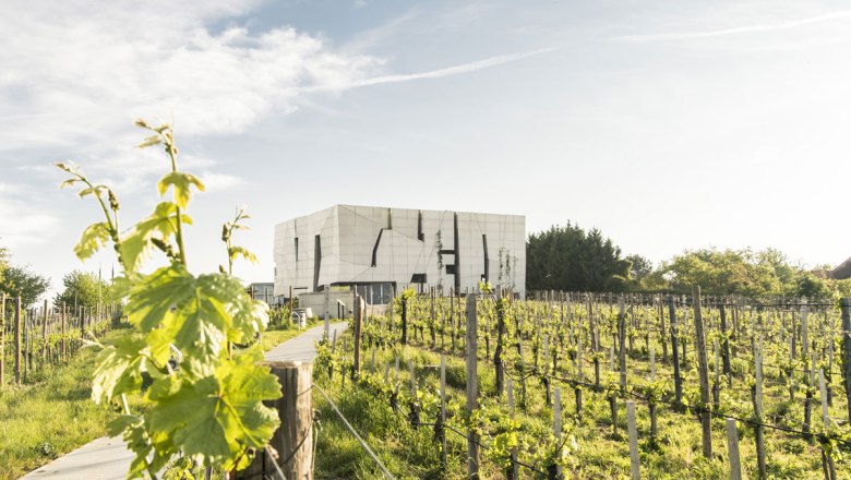 Vinná stezka Kamptal, © Niederösterreich-Werbung/ Robert Herbst