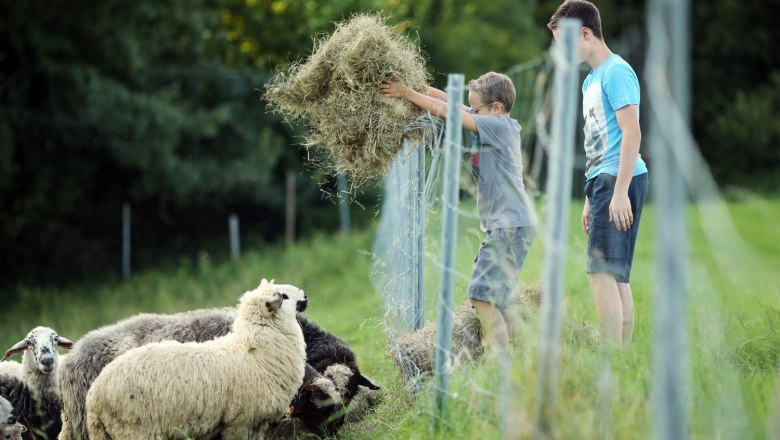 Children feeding sheep, © Weinfranz