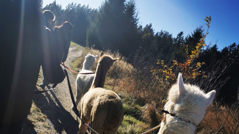 V&yacute;let s alpakou, &copy; Fuchsteich Alpakas