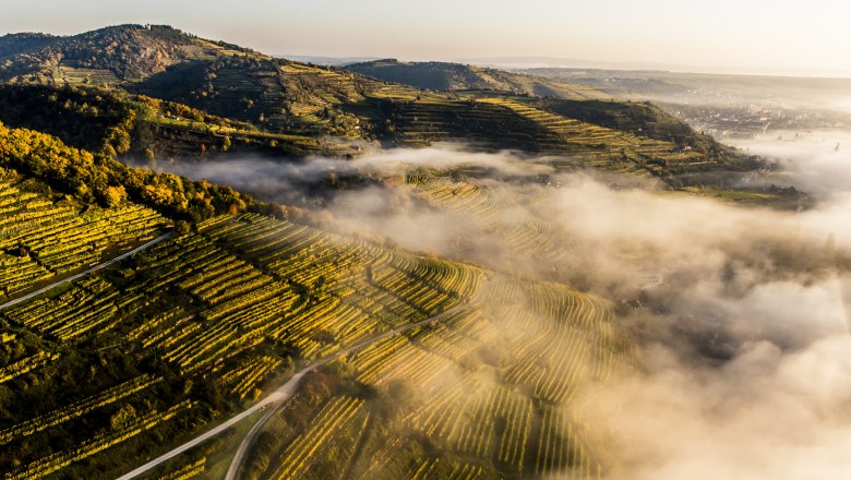 Když se vynoří mlhou zahalená vinařská krajina., © Niederösterreich Werbung/Robert Herbst