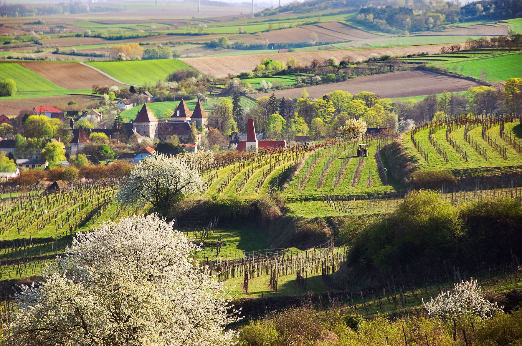 Krajina s vinicemi, kvetoucími stromy a vesnicí v pozadí.