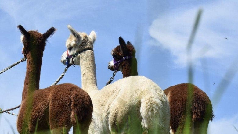 Dirndl Valley Alpaca, © Marion Lorenz