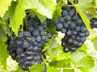 Grapes, © Weingut Grabner