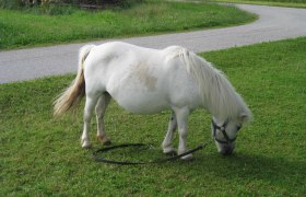 Tady se pase poník Lillifee!, © Erlebnishof Familie Seidl