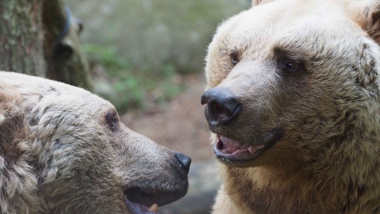 Skuteční medvědí přátelé Jerry a Vinzenz, © VIER PFOTEN