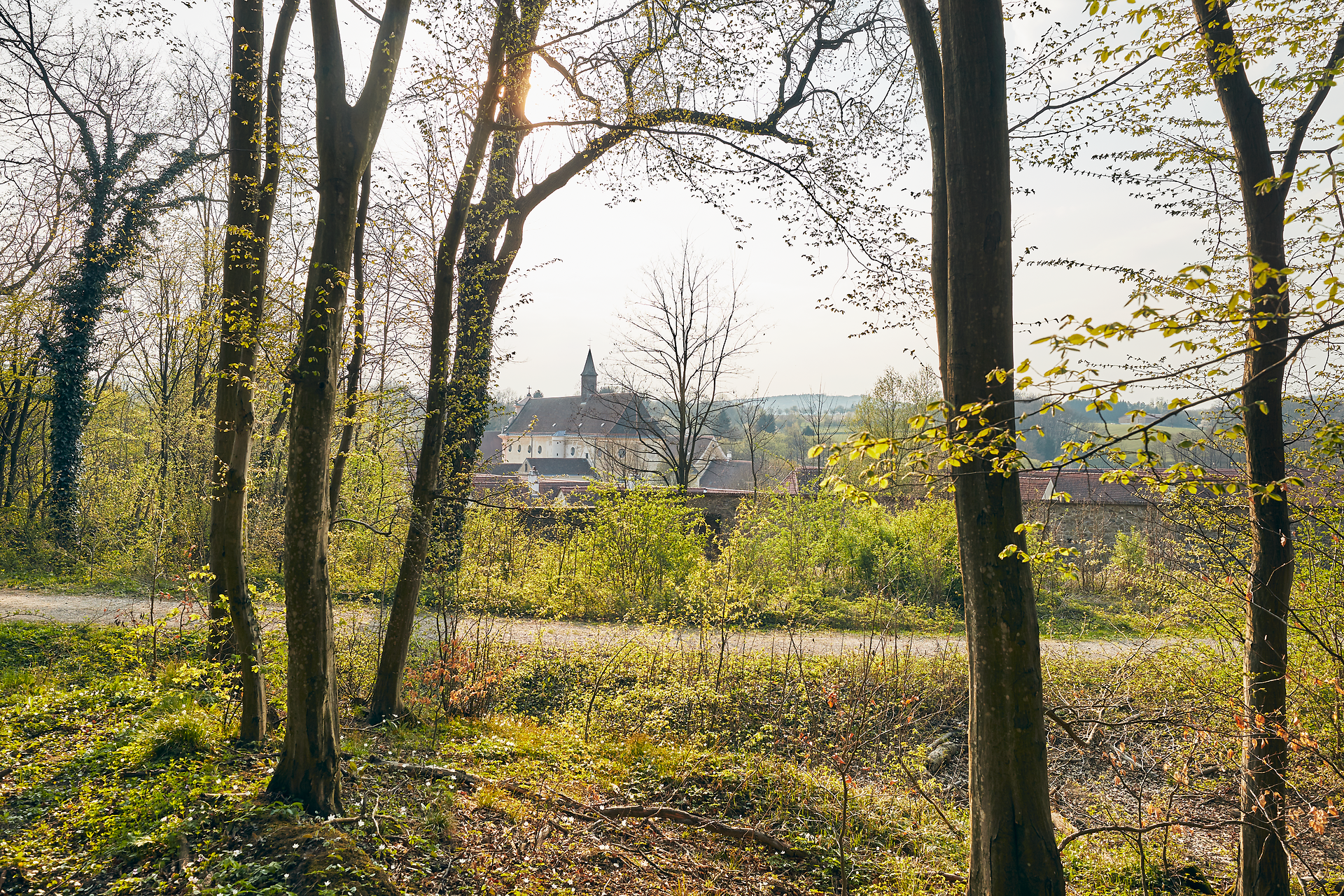 Sanfte Lichtstrahlen durchdringen das Blätterdach und tauchen die Umgebung in ein warmes, goldenes Licht. Die frische, klare Luft und das sanfte Rascheln der Blätter laden dazu ein, die Ruhe der Natur zu genießen und die Schönheit des Wienerwaldes zu erkunden.